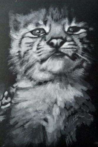 Lynxceau